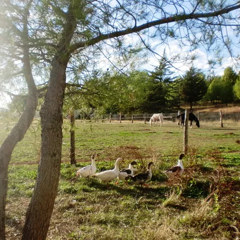 Casa rural con animales de granja