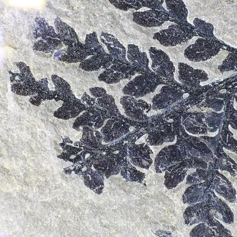 Detalle de helecho en el yacimiento de Las Hoyas