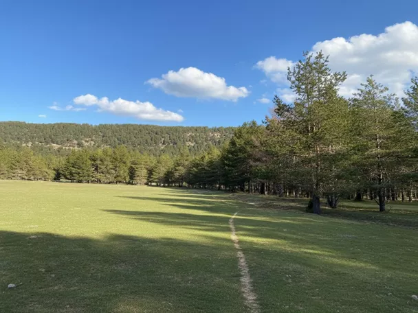Pradera verde junto a bosque de pinos