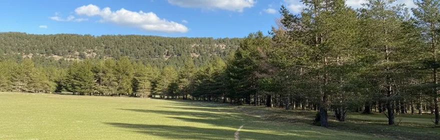 Pradera verde junto a bosque de pinos
