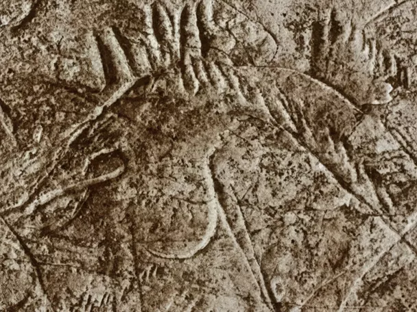 Primer plano de grabado rupestre que representa la cabeza de un animal.