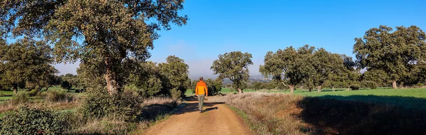 Sendero de tierra entre encinas y praderas bajo cielo despejado