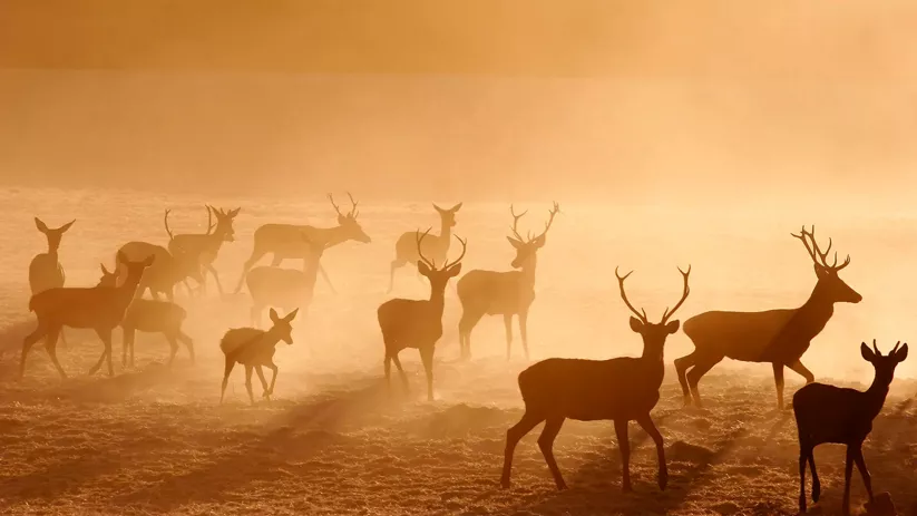 Grupo de ciervos entre la niebla dorada