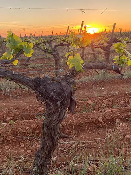 Cepas de vid con brotes verdes al amanecer en el viñedo.