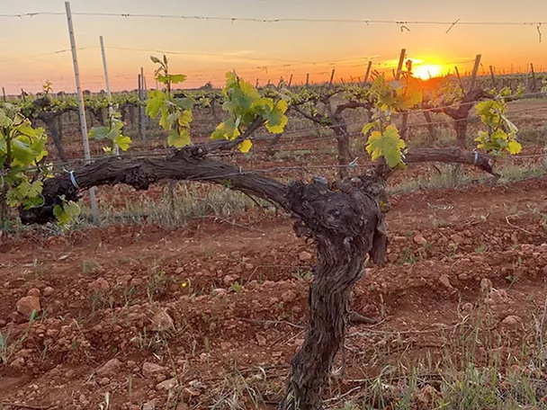 Cepas de vid con brotes verdes al amanecer en el viñedo.