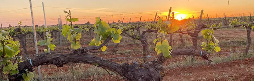 Cepas de vid con brotes verdes al amanecer en el viñedo.