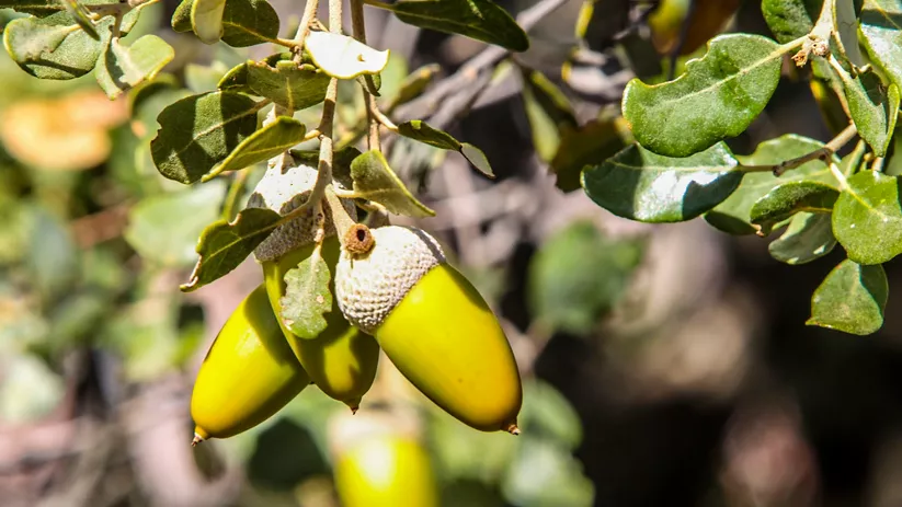 Primer plano de bellotas verdes en una rama
