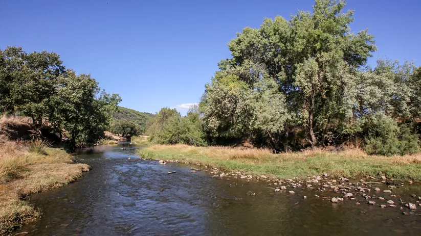 Curso de agua entre árboles y vegetación de ribera