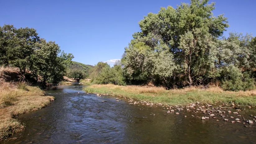 Curso de agua entre árboles y vegetación de ribera
