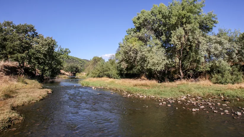 Río de aguas tranquilas entre árboles y praderas naturales