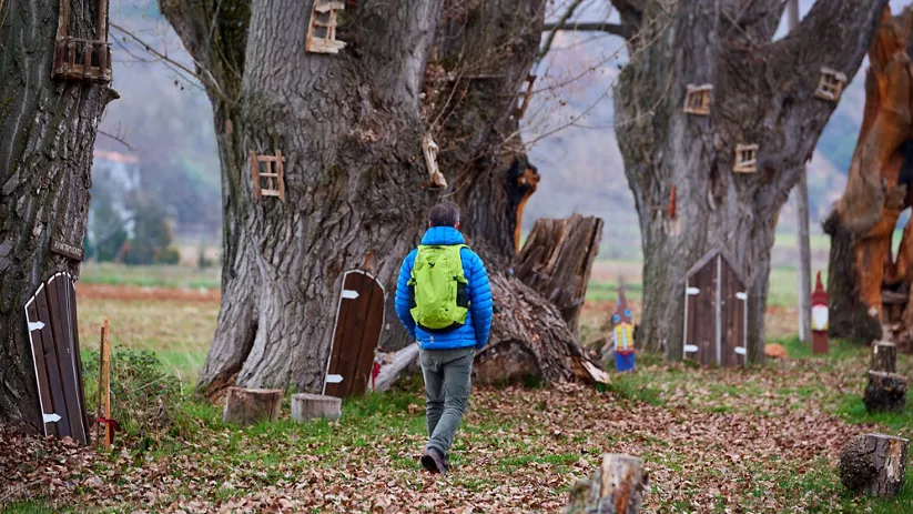 Bosque con árboles decorados y sendero entre la vegetación.