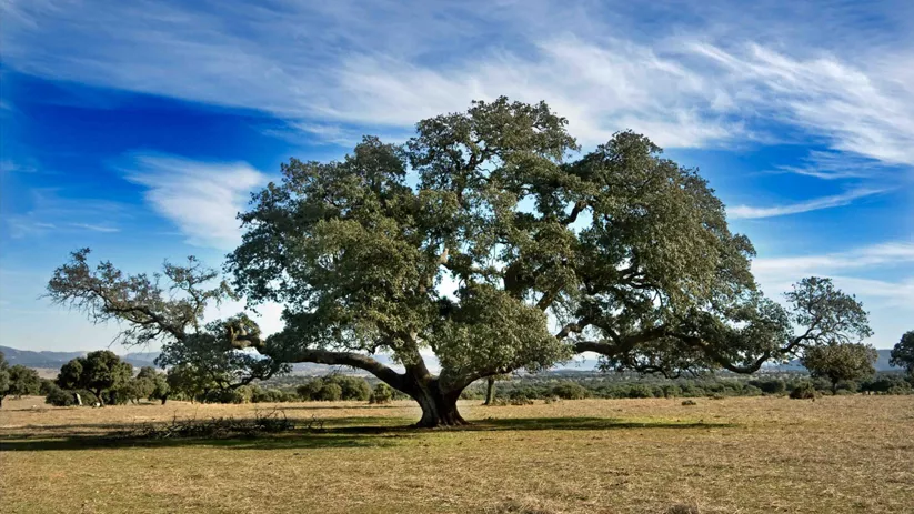 Naturaleza de Castilla-La Mancha