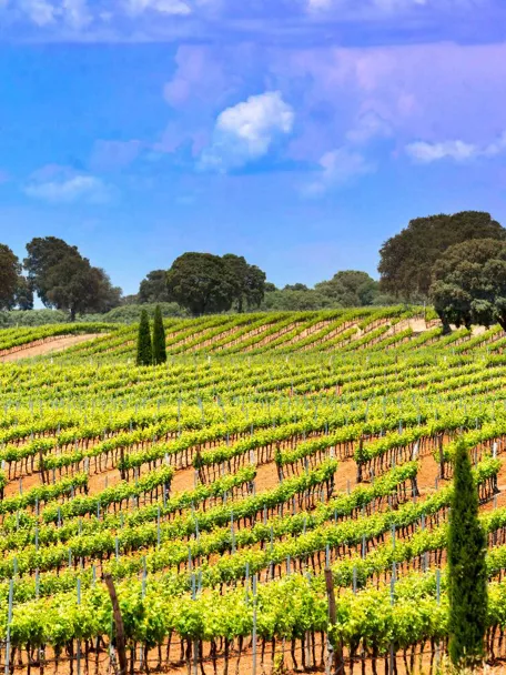 Enogastronomía Castilla-La Mancha