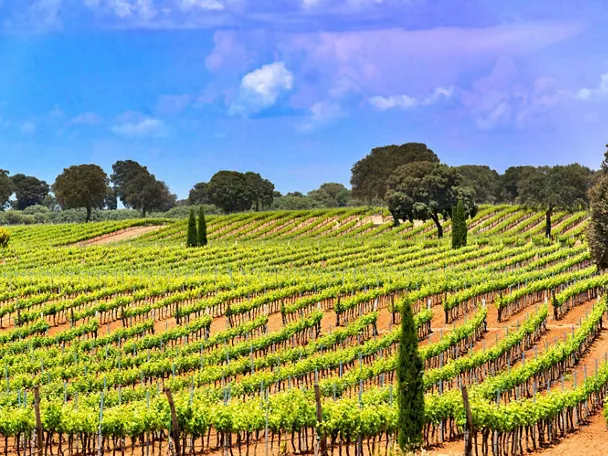 Enogastronomía Castilla-La Mancha