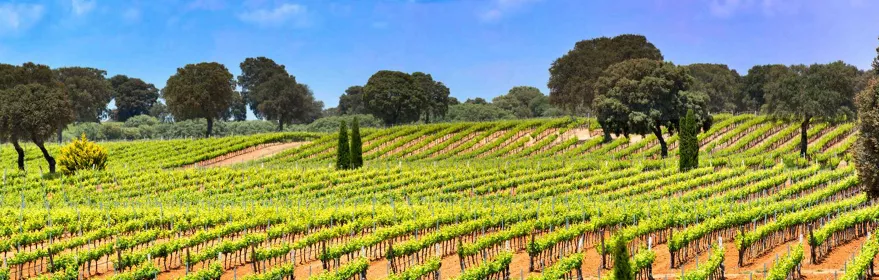 Enogastronomía Castilla-La Mancha