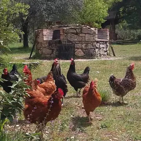 Cabañas en Cuenca Llano de los Conejos – Alojamiento rural en cabañas de madera con encanto en la Serranía de Cuenca, rodeadas de bosques, ríos y naturaleza. Disponen de piscina ecológica, zona infantil con cabaña en los árboles, barbacoas y horno de leña durante todo el año, y zonas exteriores en cada cabaña. Están totalmente equipadas y separadas entre sí, con cocina, aire acondicionado, calefacción y son pet friendly. Perfectas para escapadas rurales de fin de semana, puentes o vacaciones. Actividades: senderismo, rutas en bici, vías ferratas, piragüismo y observación astronómica. Ubicadas cerca de Cañamares, el Nacimiento del Río Cuervo, la Ciudad Encantada y la Hoz de Beteta, a poco más de 2 horas de Madrid o Valencia.
