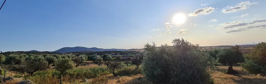 Paisaje de campo con olivos