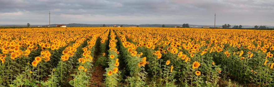 Campo de girasoles