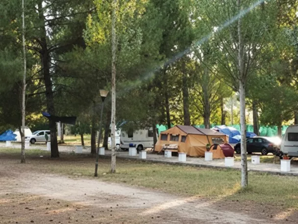 Zona de acampada entre pinares con caravanas