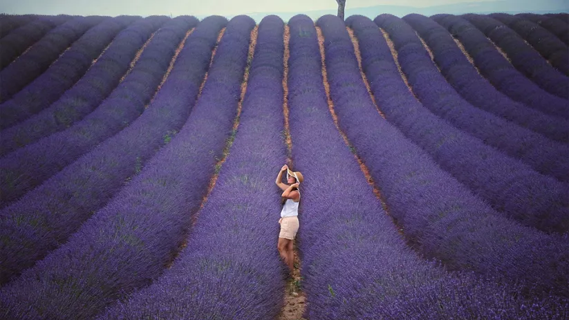Persona caminando entre hileras de lavanda