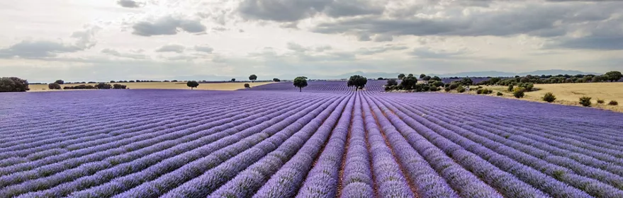 Campo de lavanda en flor con cielo nublado