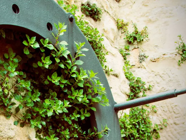 Detalle de rueda de molino con plantas