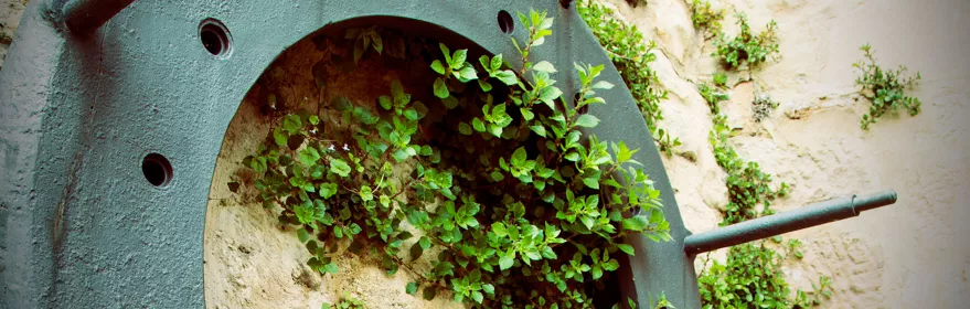 Detalle de rueda de molino con plantas