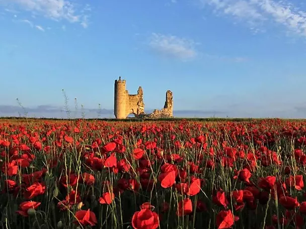 Ruinas de castillo al fondo de un campo de amapolas