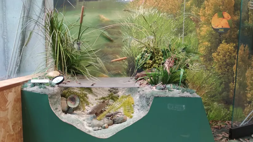 Maqueta de ecosistema fluvial.