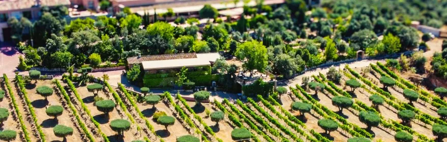 Vista aérea de viñedos y olivos alrededor de una finca rural