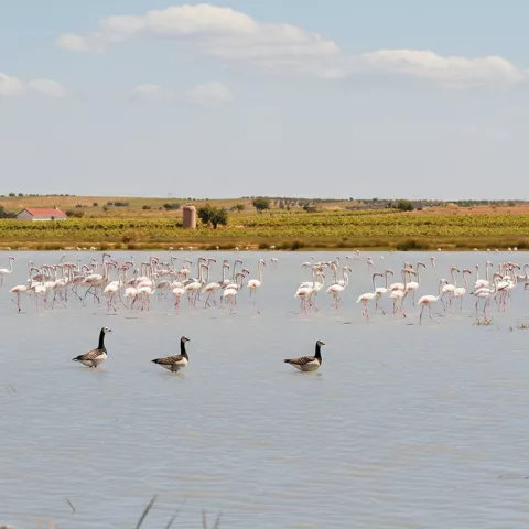 Entorno de la laguna de Manjavacas en Mota del Cuervo