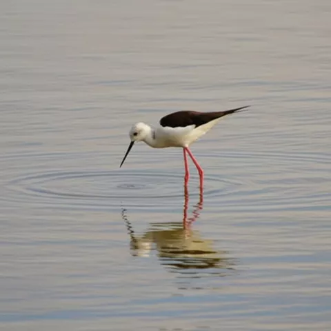Observación de aves en la laguna de Manjavacas