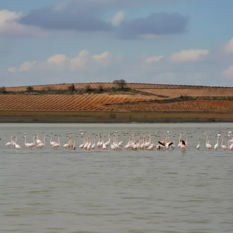 Panorámica del complejo lagunar de Manjavacas
