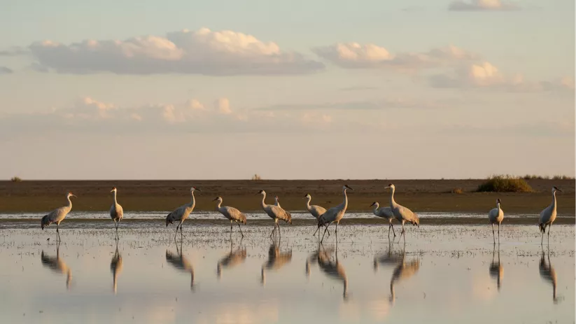 Aves en el complejo lagunar de Manjavacas