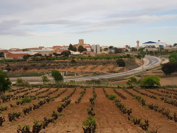 Viñedos junto a núcleo urbano