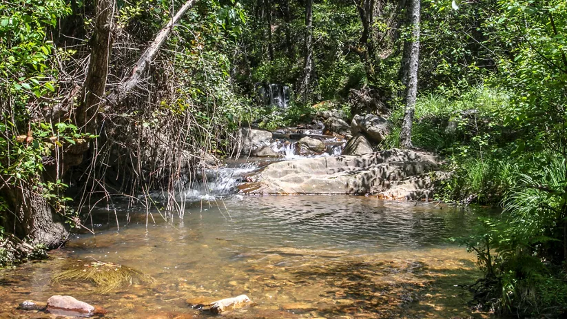 Arroyo con pequeña cascada entre árboles y rocas.