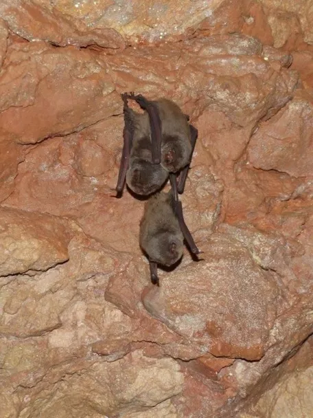 Murciélagos colgados en pared rocosa