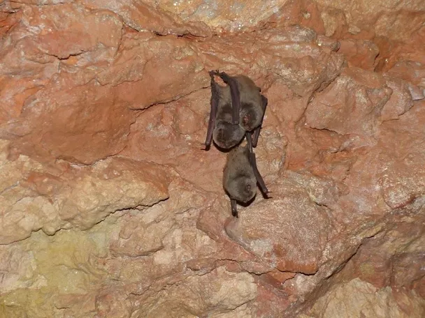 Murciélagos colgados en pared rocosa