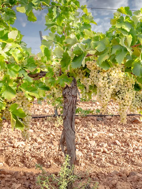 Cepas con racimos de uva madura en el viñedo