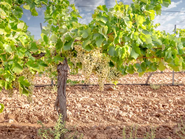 Cepas con racimos de uva madura en el viñedo