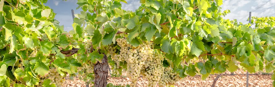 Cepas con racimos de uva madura en el viñedo