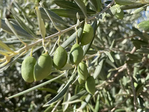 Aceitunas verdes en rama de olivo listas para la recolección