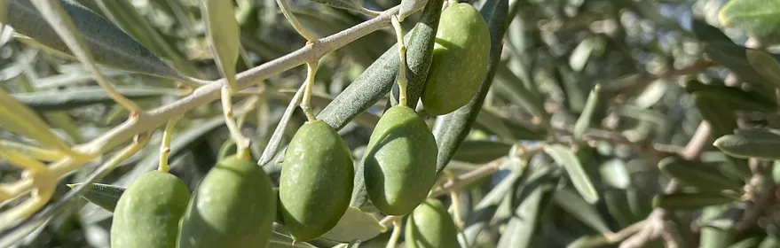 Aceitunas verdes en rama de olivo listas para la recolección