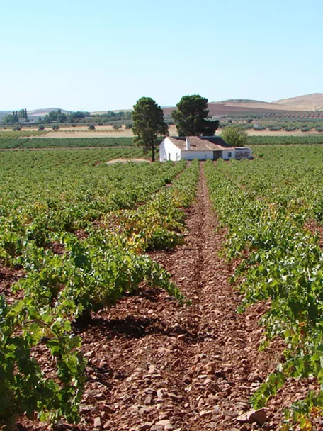 Viñedos cultivados con casa rural al fondo