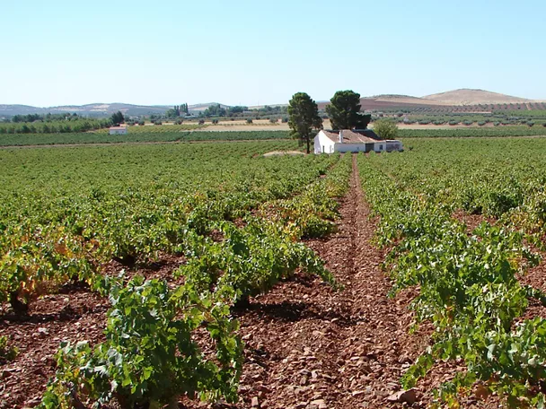 Viñedos cultivados con casa rural al fondo