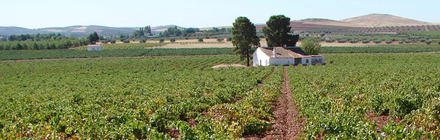 Viñedos cultivados con casa rural al fondo
