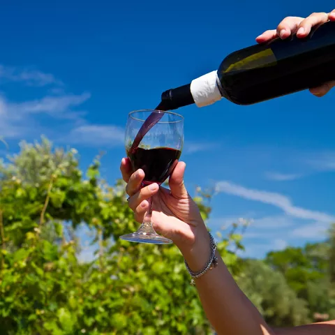 Servicio de vino en viñedo