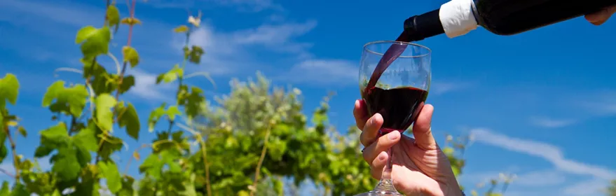 Servicio de vino en viñedo