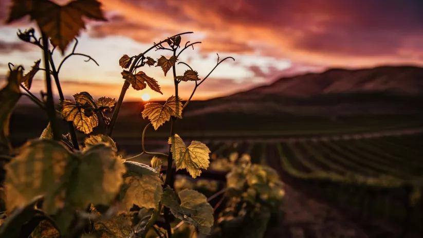 Viñedos al atardecer