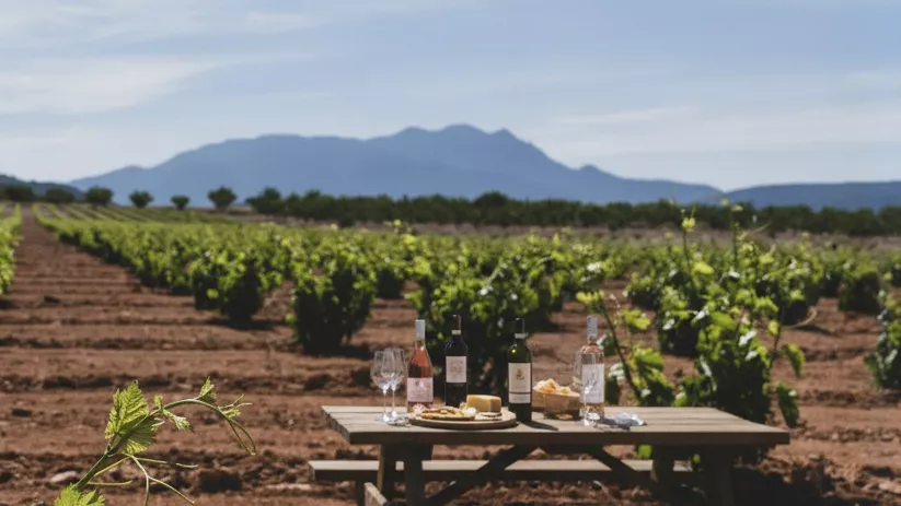 Mesa de cata en un viñedo con botellas y copas, con filas de vides y montañas al fondo.
